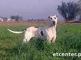 Titu