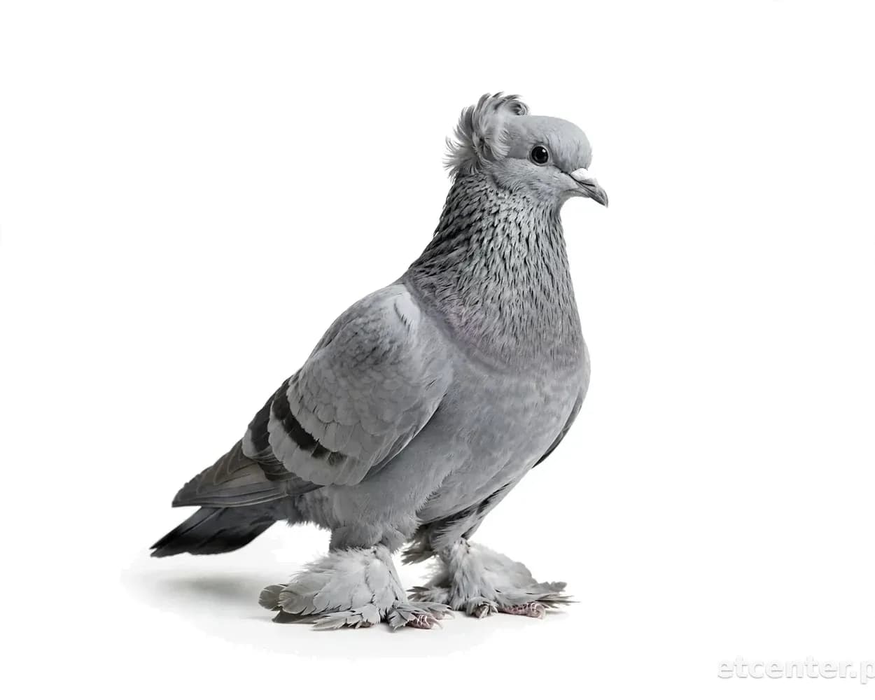 Fancy Pigeon