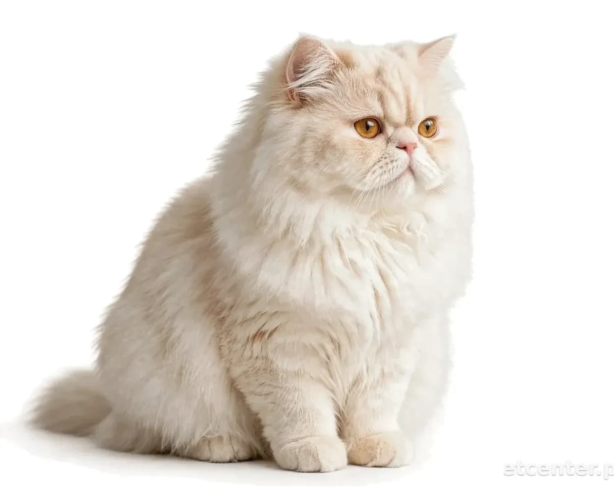 Persian