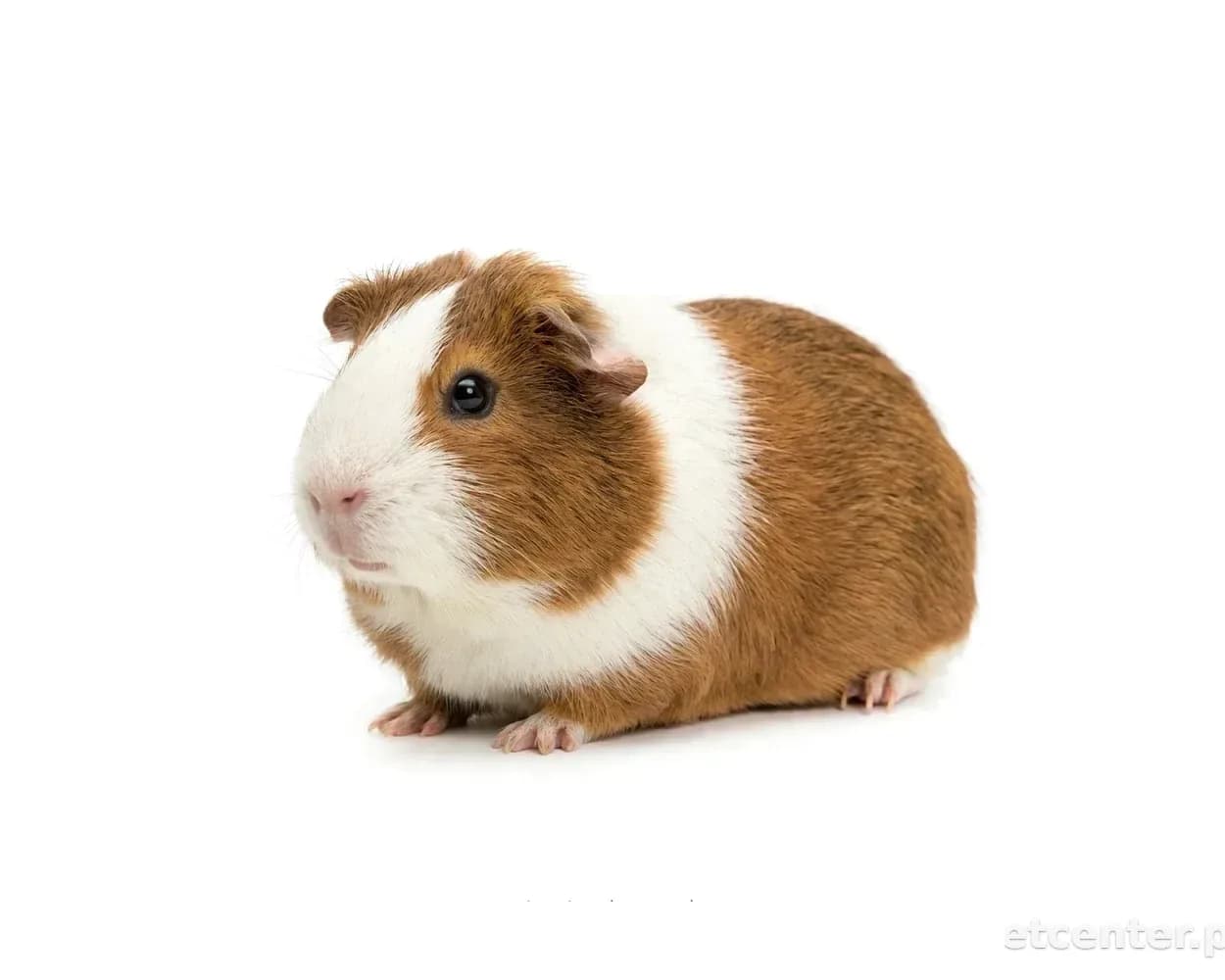 Guinea Pig