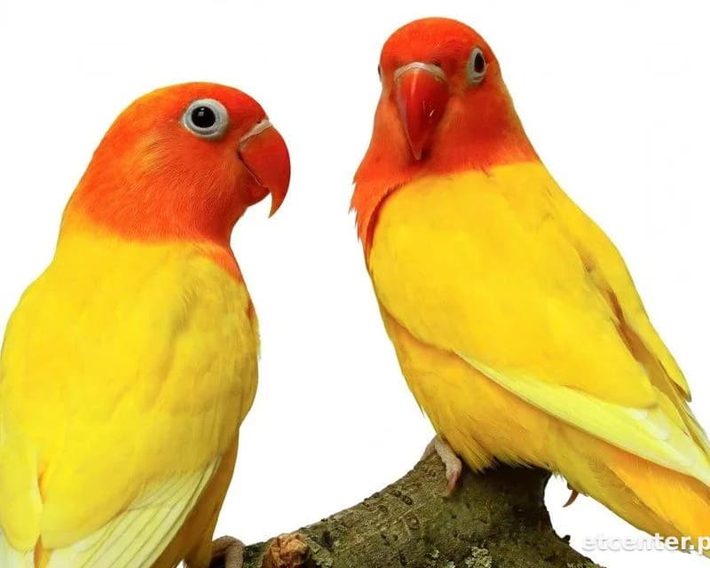 Lovebird