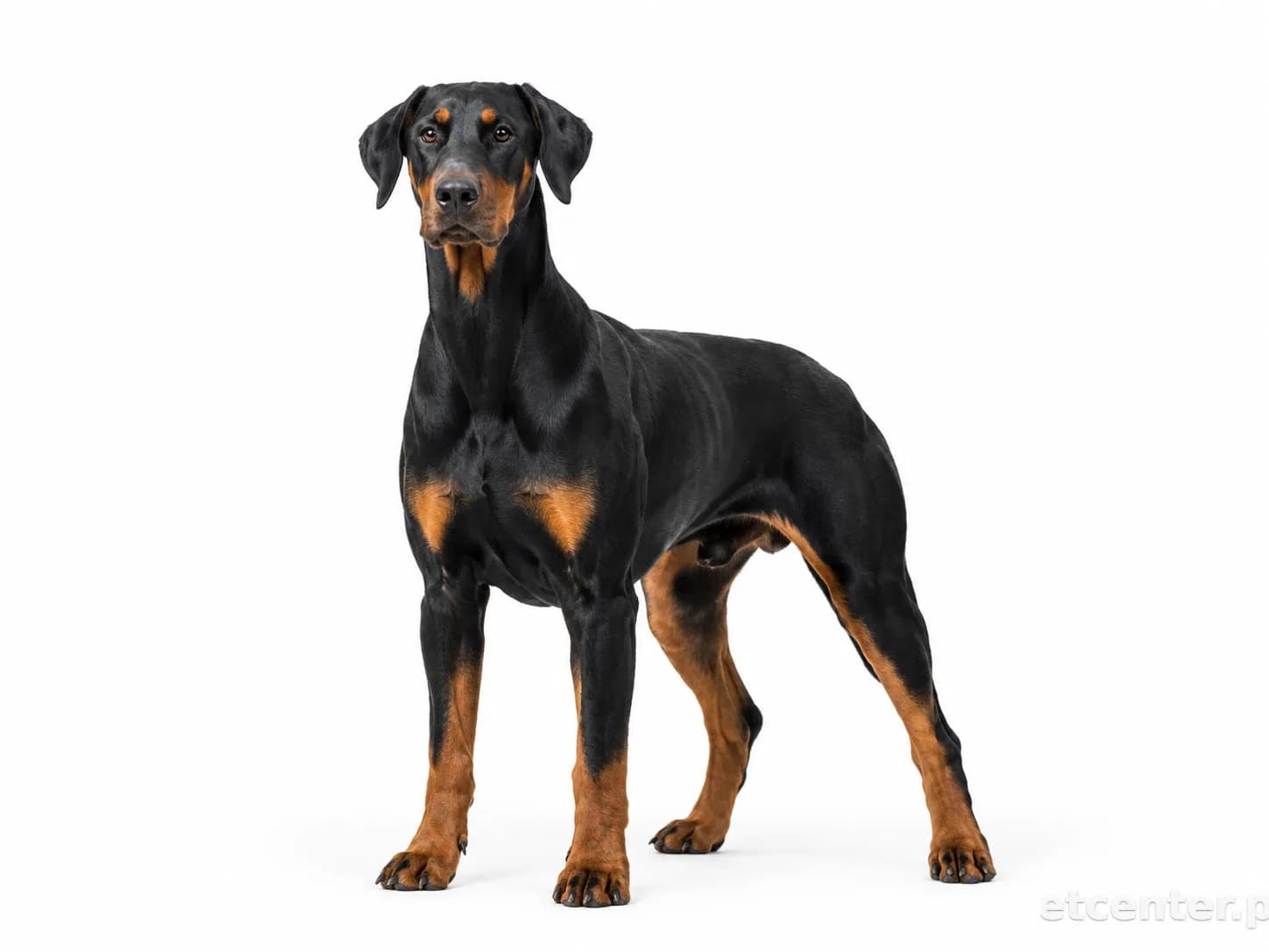 Doberman Pinscher