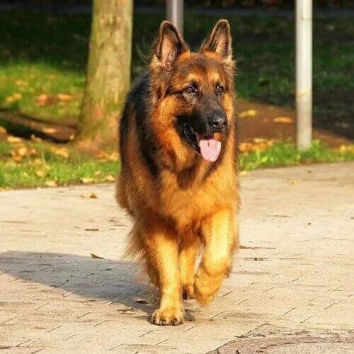 German Shepherd for sale